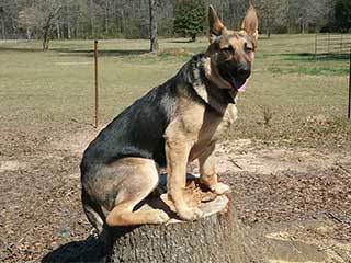 Off leash Dog Training